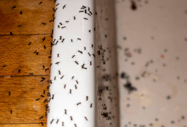 Best Ant Control Services  in Shelbyville, KY